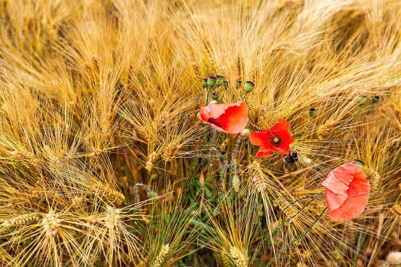 Corn poppy, blossoms and poppy capsules between golden ears of grain, grain field in summer, Frau-Holle-Land Geo-nature park Park, Hesse, Germany, Europe