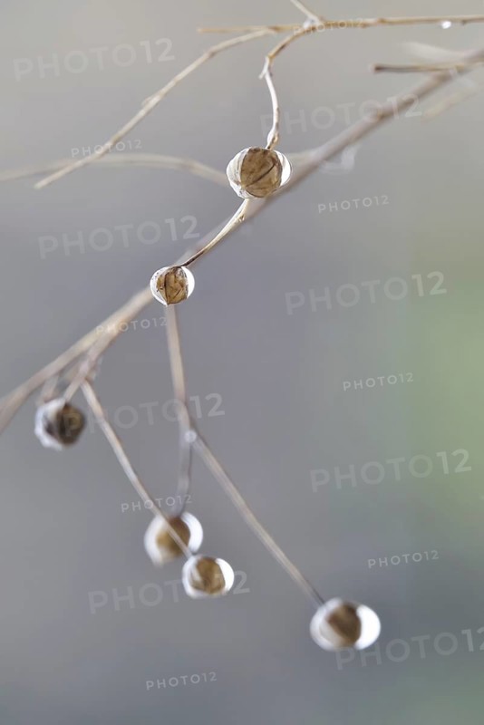 Linseed after the rain, February, Germany, Europe
