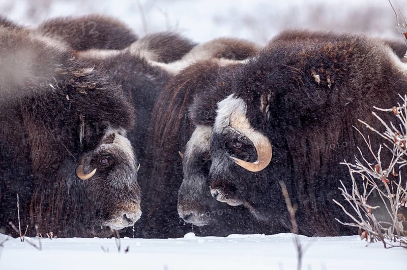 Musk oxen (Ovibos moschatus), herd in a snowstorm, standing, portrait, North Slope, Alaska, USA, North America