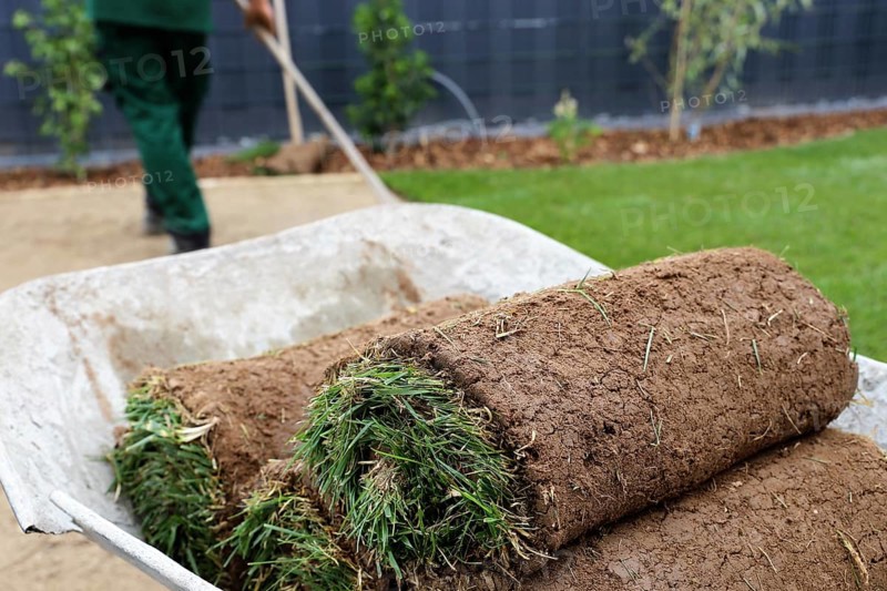 Gardener lays sod