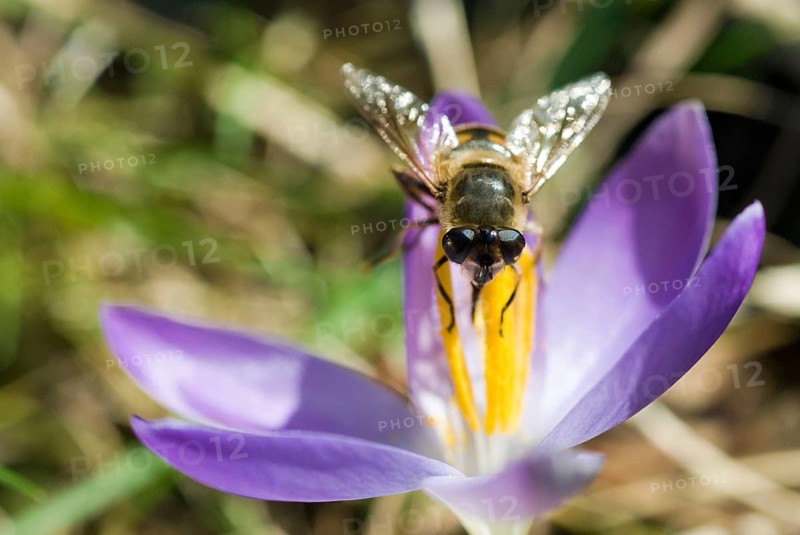 Hoverfly (Syrphidae) on spring crocus (Crocus Vernus) Munich, Bavaria, Germany, Europe