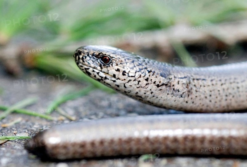 Slow Worm (Anguis Fragilis)