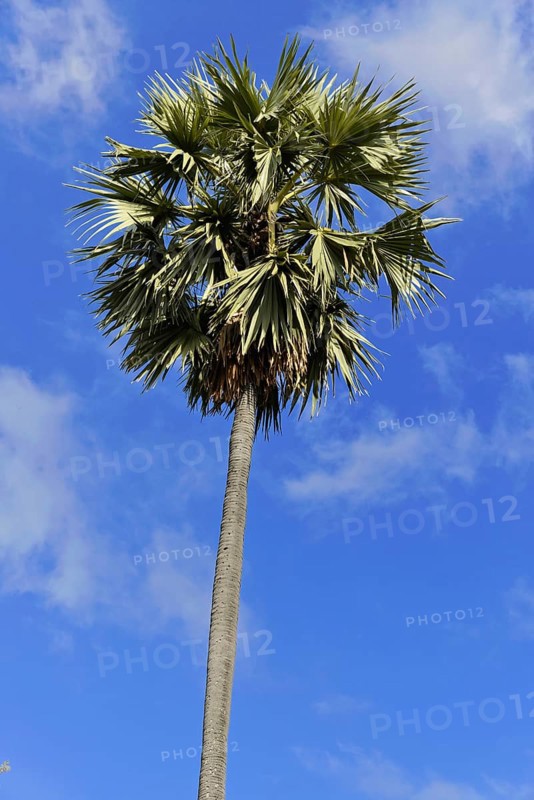Palm, Mandalay Division, Myanmar, Asia