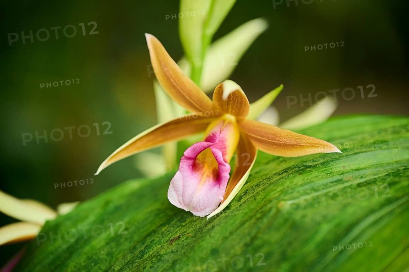 Greater swamp-orchid (Phaius tankervilleae) flower growing in a greenhouse, Bavaria, Germany, Europe