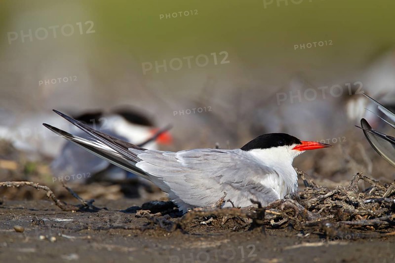 Common Tern (Sterna hirundo), on nest in breeding colony, Danube Delta Biosphere Reserve, Romania, Europe