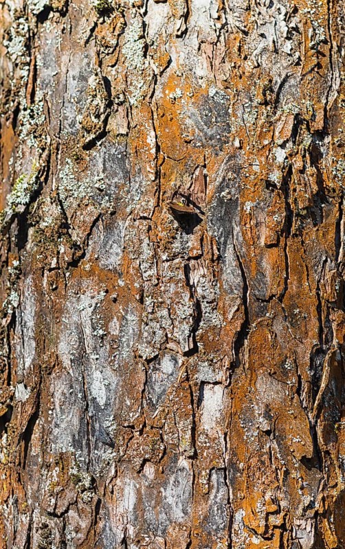 Brown tree bark texture of apple tree with sunlight