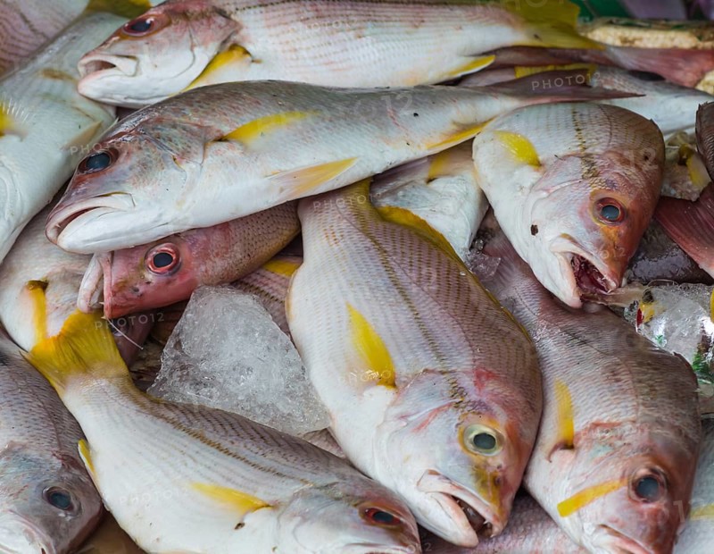 Fresh red snapper on ice on market