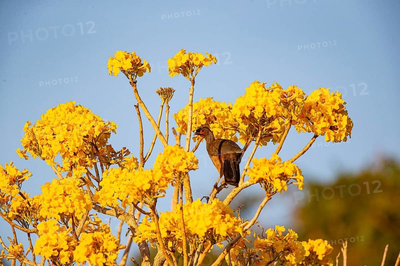 Chaco chachalaca (Ortalis canicollis) Pantanal Brazil