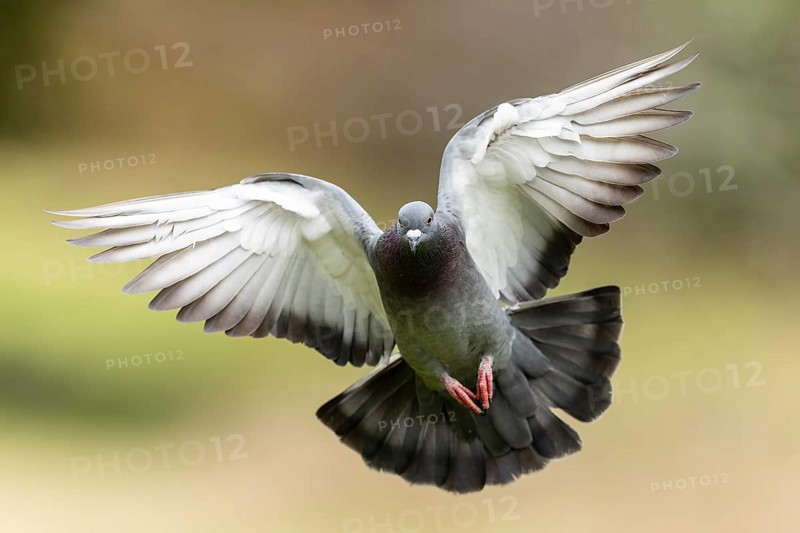 City dove (Columba livia forma domestica) in flight, wildlife, Germany, Europe