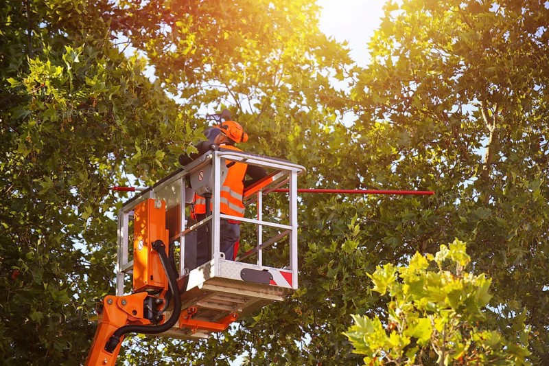 Workers on the work platform pruning or maintaining trees