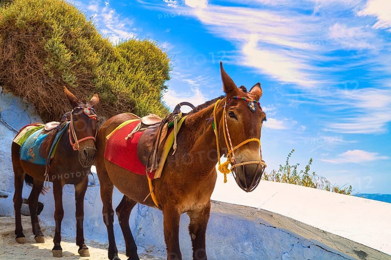 Mules waiting for tourists, Fira, Santorini, Thira, Cyclades, Greece, Europe