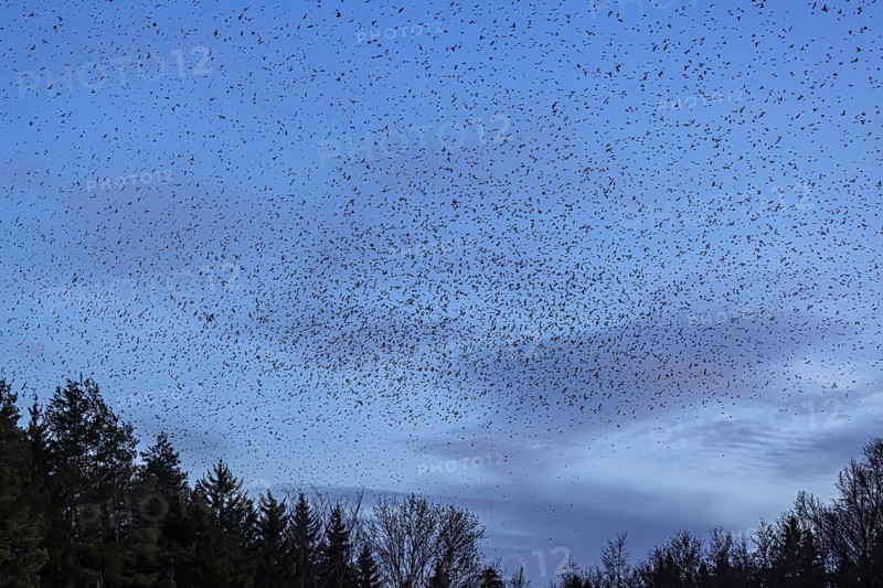 Natural spectacle in the Swabian Alb. Flocks of bramblings (Fringilla montifringilla) spend the winter near Schelklingen. They find plenty of food in the beech forests of the low mountain range. Experts estimate the number of birds at up to three million, Schelklingen, Baden-Wuerttemberg, Germany, Europe