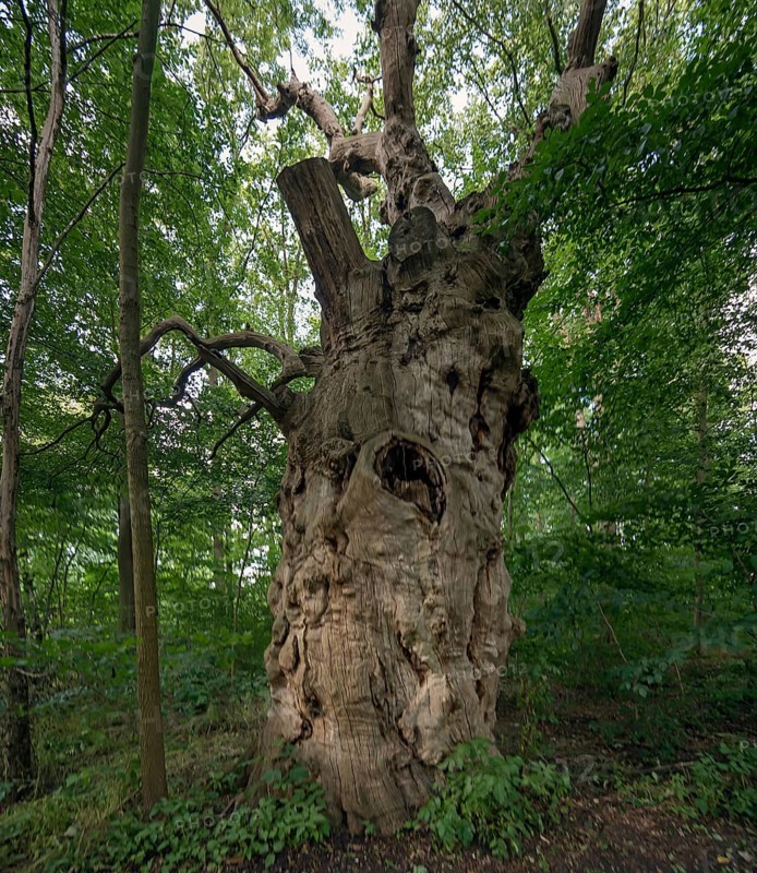 Dead oak tree (Quercus), 400 years old, 7.4 m in circumference, standing in a mixed forest, Mecklenburg-Western Pomerania, Germany, Europe
