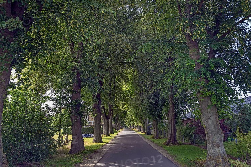 Avenue of large-leaved lindens (Tilia platyphyllos) on a village street, Rehna, Mecklenburg-Vorpommern, Germany, Europe