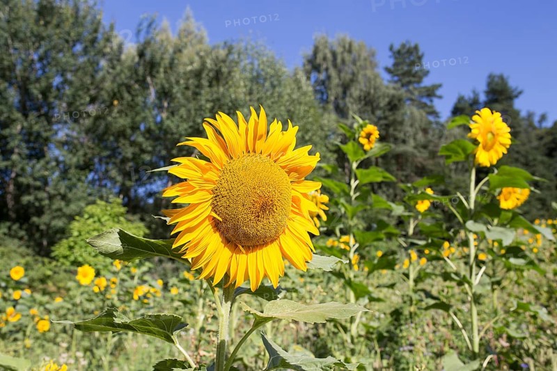 Sunflower (Helianthus annuus), Freising, Upper Bavaria, Bavaria, Germany, Europe