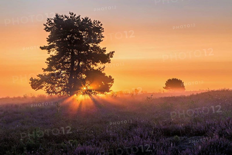 Sunrise in the Mehlinger Heide in bright backlight with a single tree
