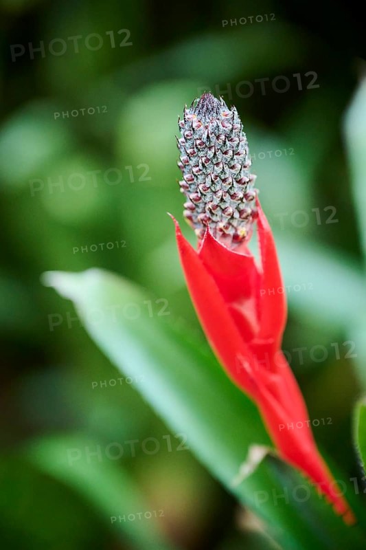 Pineapple (Ananas comosus) flower growing in a greenhouse, Germany, Europe