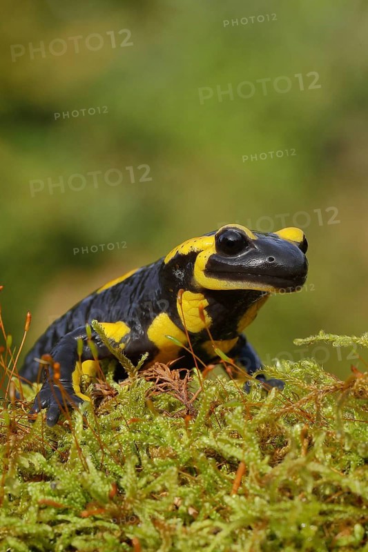 Fire salamander (Salamandra salamandra), running over moss, looking into the camera, animal portrait, wildlife, North Rhine-Westphalia, Germany, Europe