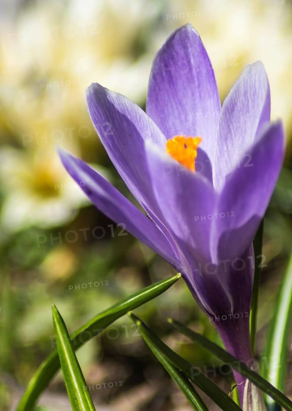 Crocuses blooming in the botanical garden in spring