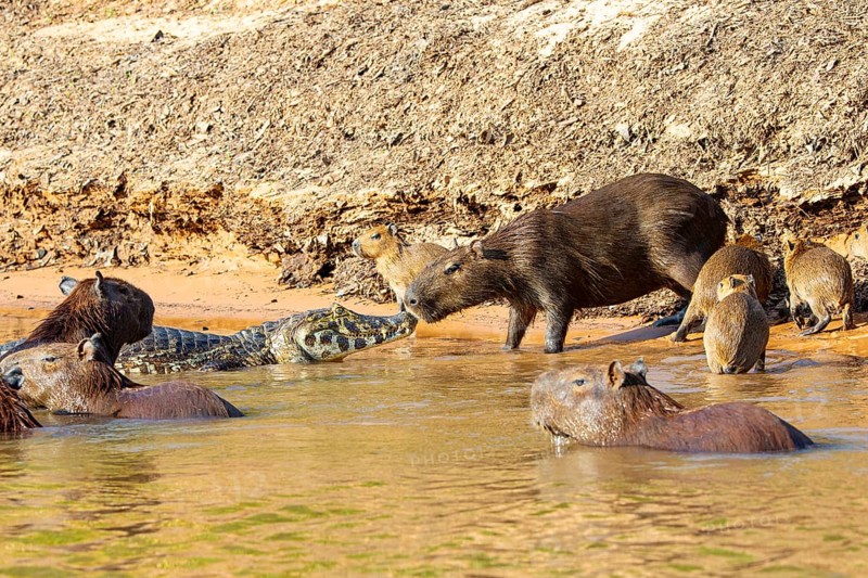 Capybara (Hydrochaeris hydrochaeris) Spectacled caiman Pantanal Brazil