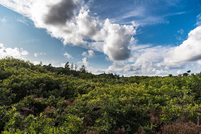Blue sky with clouds (Cumulus mediocris) over an oak forest, Oksbol, Region Syddanmark, Denmark, Europe