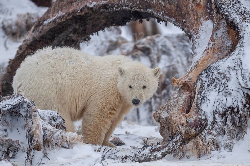 Polar bear (Ursus maritimus), young, standing between whale bones, Kaktovik, Arctic National Wildlife Refuge, Alaska, USA, North America