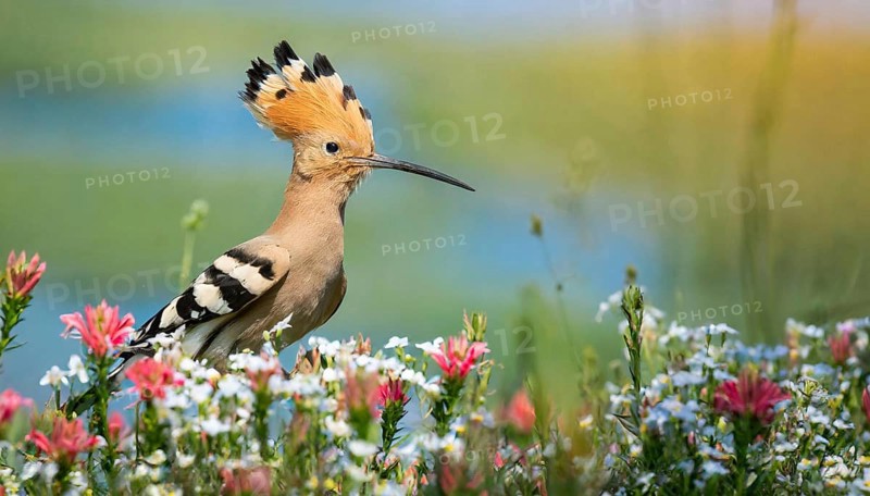 KI generated, animal, animals, bird, birds, biotope, habitat, one, individual, reed, water lilies, blue sky, foraging, wildlife, hoopoe (Upupa epops), tree hoopoes, meadow, spring, flowers