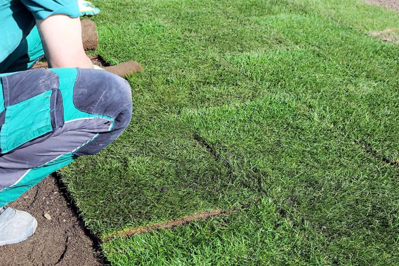 Gardener lays sod
