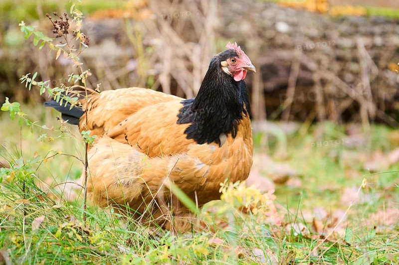 Chicken (Gallus gallus domesticus), 'Vorwerk', on a meadow, Bavaria, Germany, Europe