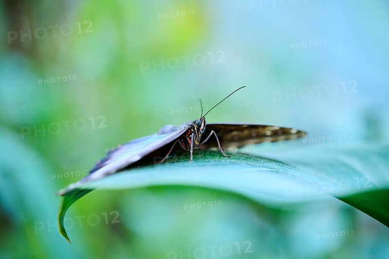 Peleides blue morpho butterfly (Morpho peleides) sitting on a leaf, Germany, Europe