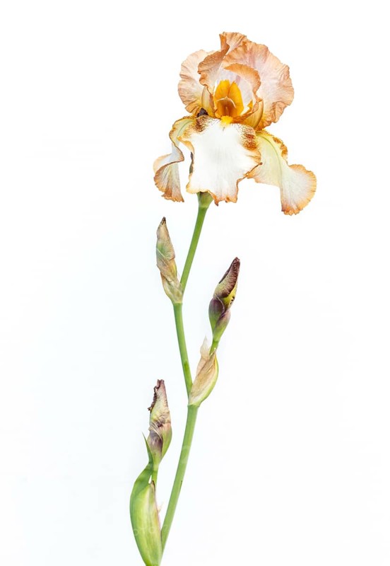 Beautiful multicolored iris flower isolated in white. Close up