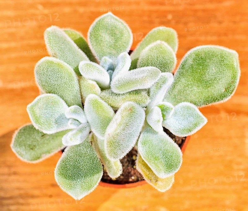 Beautiful little plant, succulent in a small flower pot. on the wooden background