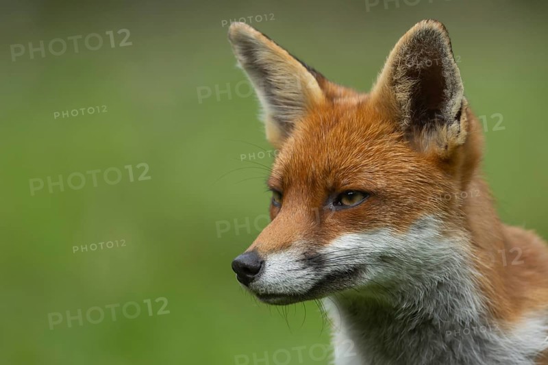 Red fox (Vulpes vulpes) adult animal head portrait, England, United Kingdom, Europe