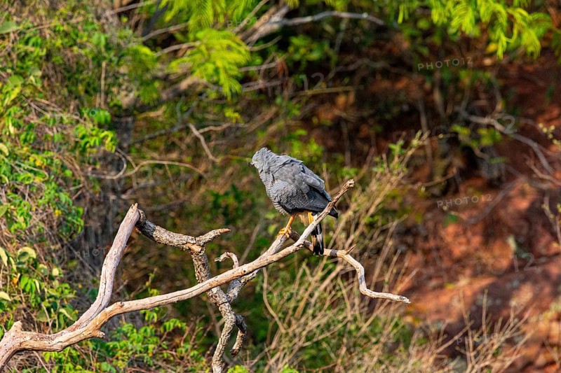 Stilt Buzzard (Geranospiza caerulescens) Pantanal Brazil
