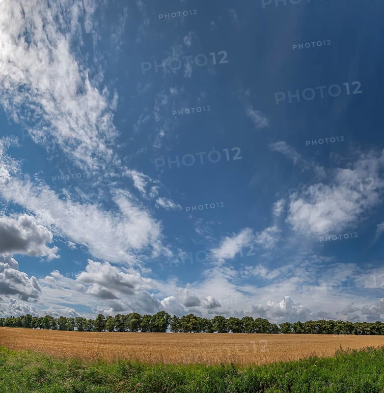 Avenue of large-leaved lindens (Tilia platyphyllos) Cornfield and cloudy sky, Rehna, Mecklenburg-Vorpommern, Germany, Europe