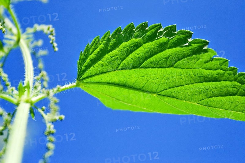 Common, burn or stinging nettle plant (urtica dioica urens)