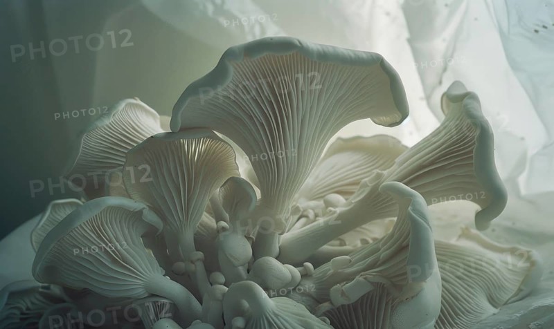 White oyster mushrooms on a white background. Selective focus AI generated