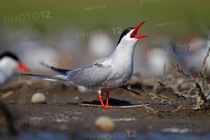 Common Tern (Sterna hirundo), calling in breeding colony, Danube Delta Biosphere Reserve, Romania, Europe