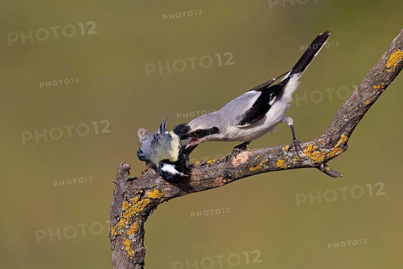 Great Grey Shrike (Lanius excubitor) with clutched Great Tit as prey, Thuringia, Germany, Europe