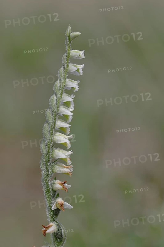 Autumn helleborine (Spiranthes spiralis), autumn helleborine, small orchids, very rare, flowering panicle on a nutrient-poor meadow, close-up, Hesse, Germany, Europe
