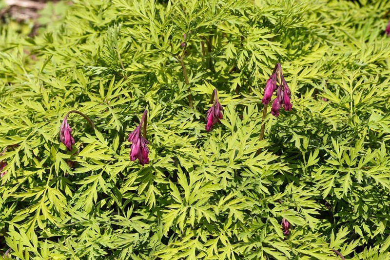 Blooming purple dicentra with ornamental leaves in the garden