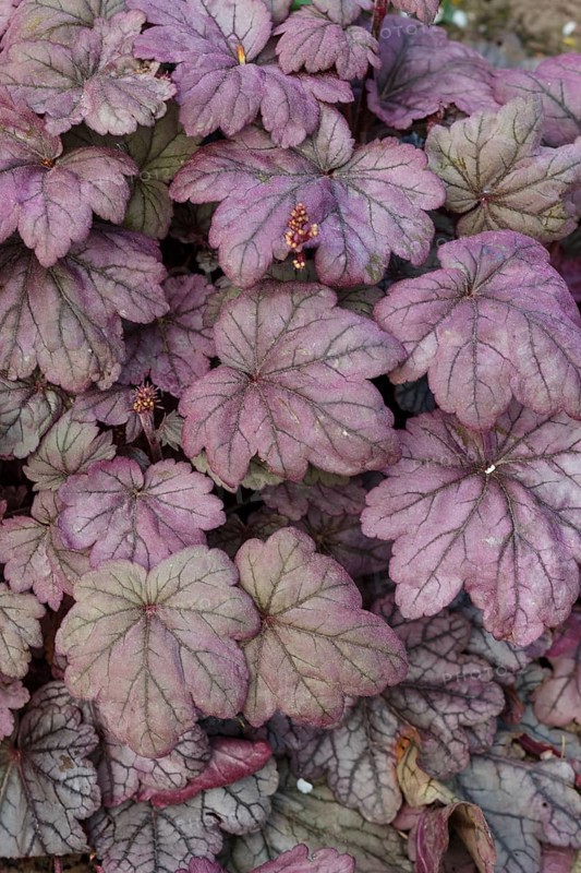 Heuchera or coral bells, plant with beautiful colored leaves