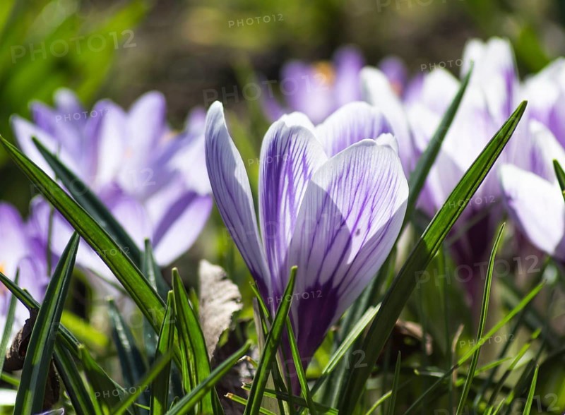 Crocuses blooming in the botanical garden in spring