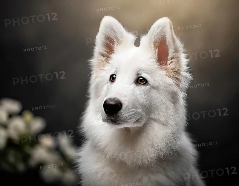Dog, young dog, White Swiss Shepherd, Berger Blanc Suisse, recognised dog breed from Switzerland (picture KI generated), AI generated