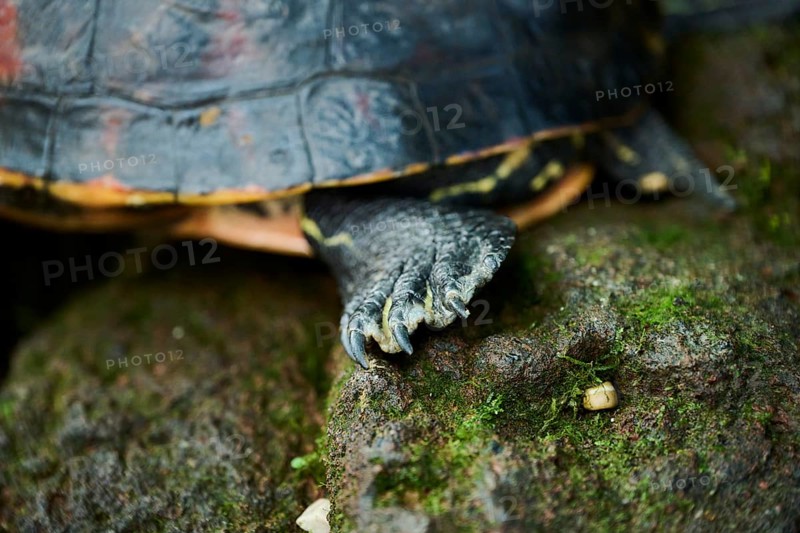 Red-eared slider (Trachemys scripta elegans), foot, detail, Germany, Europe