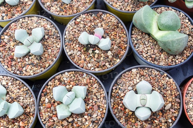 Small succulent plants background. greenhouse, top view, floral texture