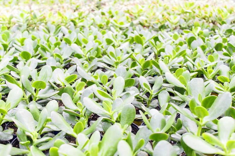 Small succulent plants background. greenhouse, top view, floral texture