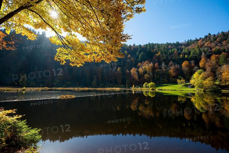 Lake with autumn forest, water reflection, Nonnenmattweiher, Neuenweg, Black Forest, Baden-Wuerttemberg, Germany, Europe