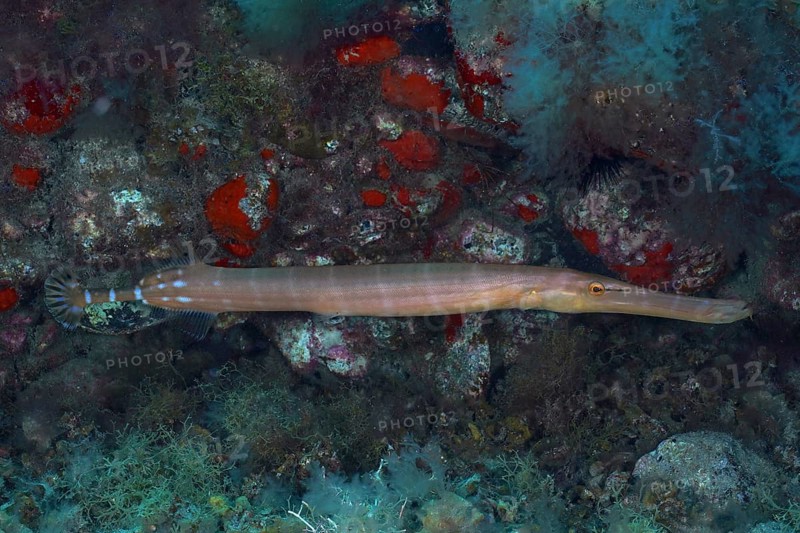 Atlantic cornetfish (Aulostomus strigosus), Pasito Blanco reef dive site, Arguineguin, Gran Canaria, Spain, Atlantic Ocean, Europe