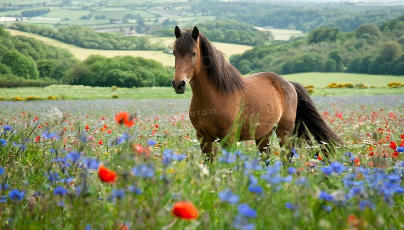 KI generated, animal, animals, mammal, mammals, biotope, habitat, one, individual animal, foraging, wildlife, meadow, pasture, Exmoor pony, horse, horses, ungulates, English pony breed, South West England, Exmoor, (Equus ferus caballus), foal, flower meadow